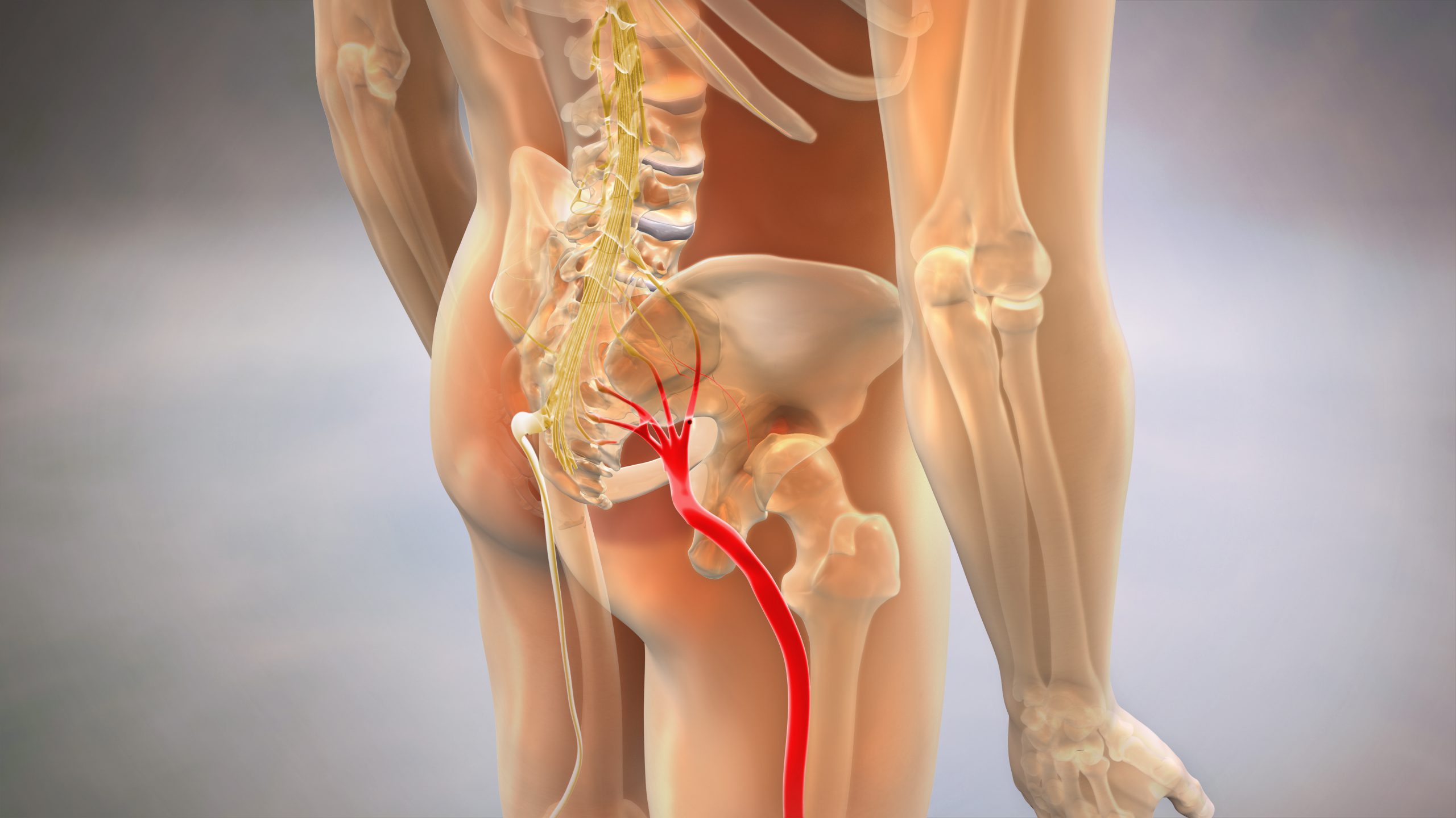 Sciatic Nerve - Anatomy - Complete Orthopedics