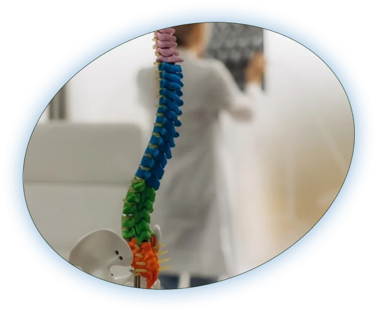 Spine model in a clinic